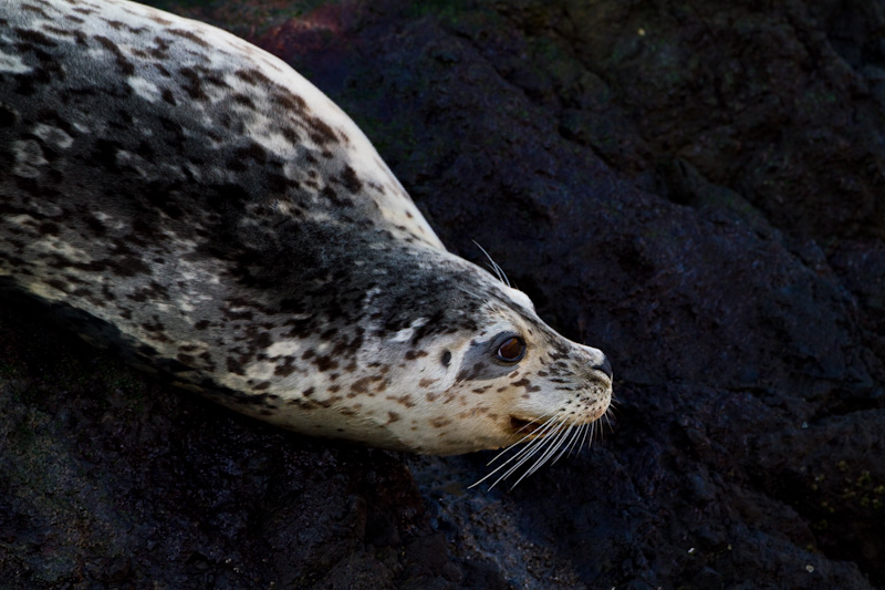 Harbor Seal